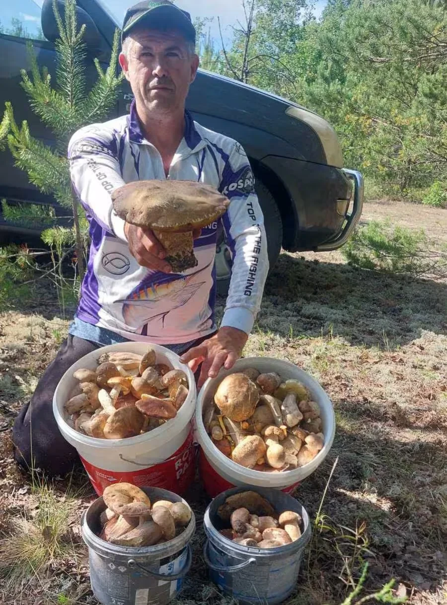 «За полтора часа 100 боровиков нашли». Бобруйчане удивляют грибным уловом