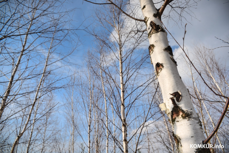 Плохая новость для аллергиков: на Беларусь идет первый в сезоне «пыльцевой удар»