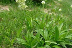 Черемша – растение из Красной книги, за ее сбор вас могут оштрафовать. Какие еще первоцветы под запретом, рассказали бобруйские природоохранники