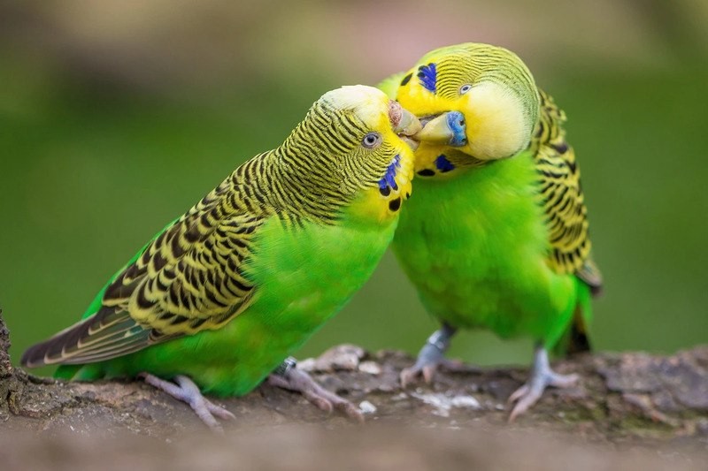 Как научить волнистого попугайчика разговаривать: с этими правилами затея обречена на успех