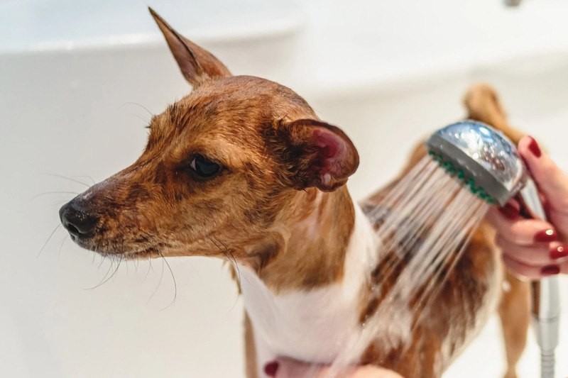 Розетки в оконных откосах и поддон для мытья собачьих лап: 5 удачных идей для ремонта