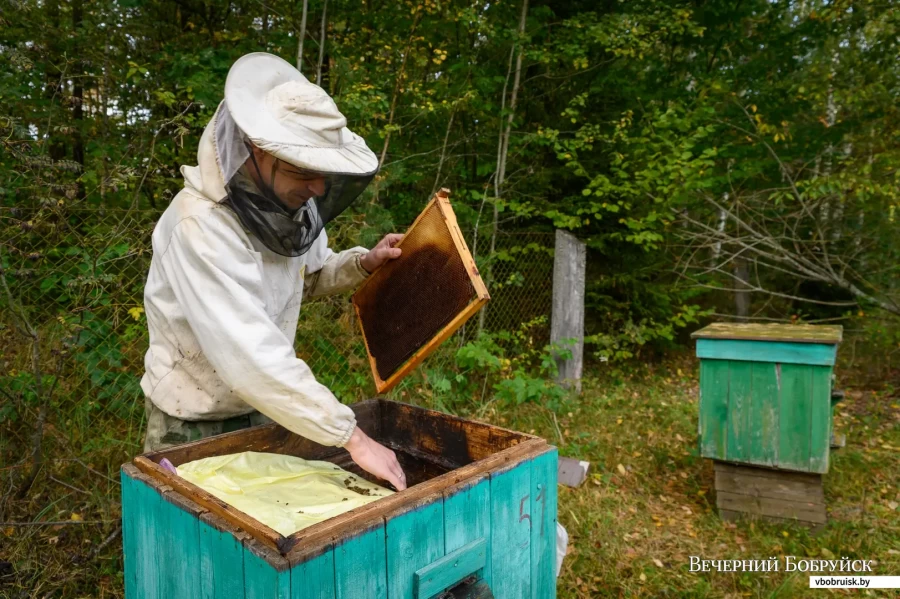 «Если заниматься пчелами серьезно, за это можно неплохо жить». Пчеловод из Бобруйска рассказал о своем занятии385