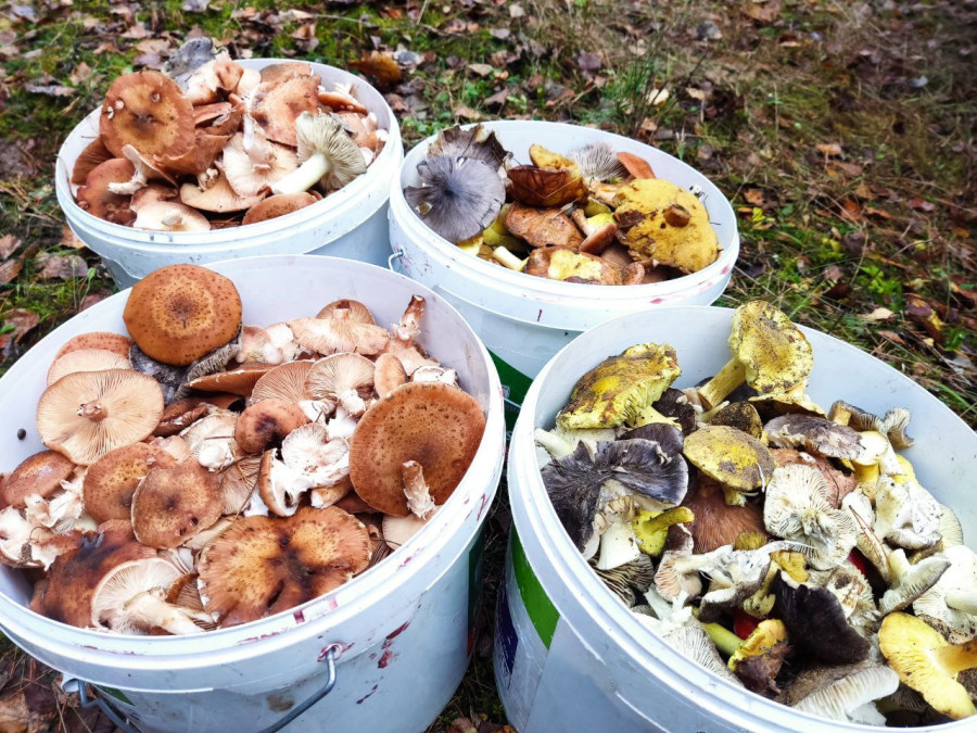 Как мы 7 ноября грибной сезон закрыли: опята в лесу еще есть!