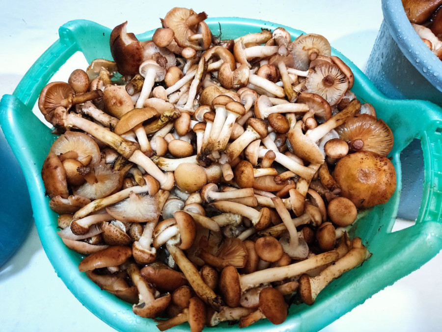 7.11.2025 г. Как мы грибной сезон закрыли