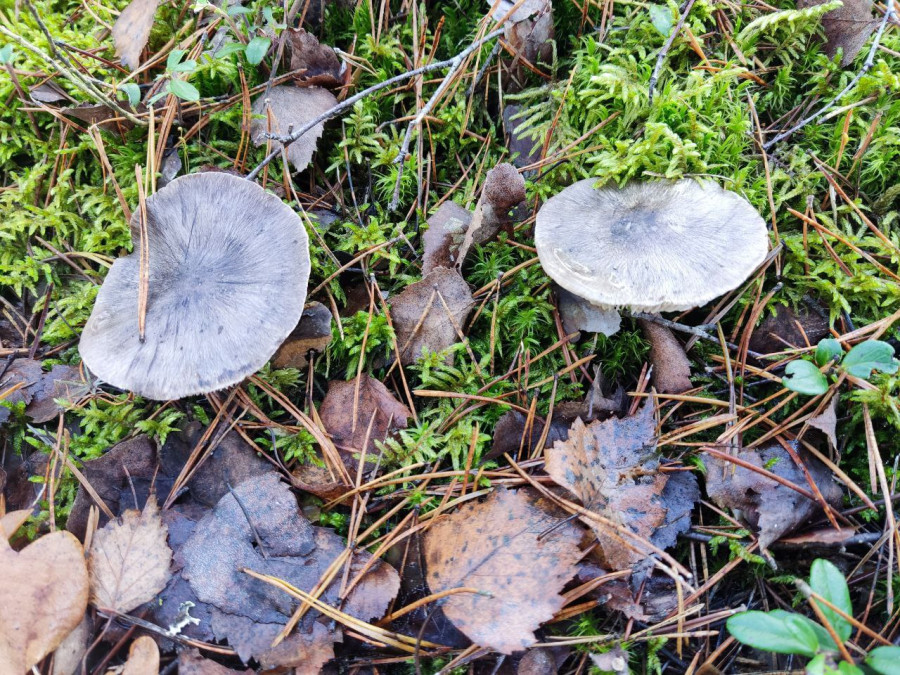 7.11.2025 г. Как мы грибной сезон закрыли