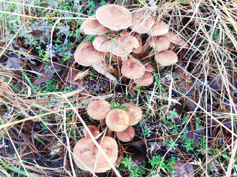 7.11.2025 г. Как мы грибной сезон закрыли