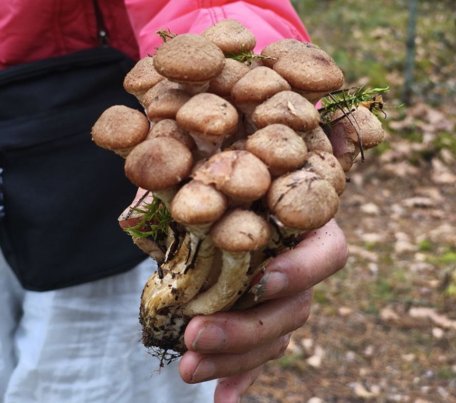 7.11.2025 г. Как мы грибной сезон закрыли