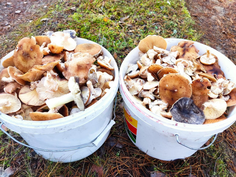 7.11.2025 г. Как мы грибной сезон закрыли