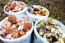 Как мы 7 ноября грибной сезон закрыли: опята в лесу еще есть!