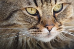 Почему нельзя трогать кота за усы: а вам было бы приятно?