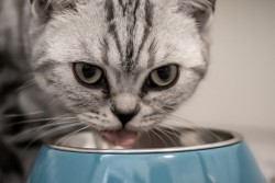 Почему кошка закапывает еду: перепутала миску и лоток?