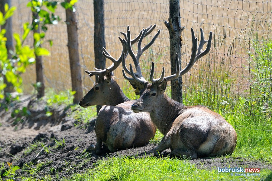 Оленей стало больше, медведей у нас нет. В Бобруйском районе посчитали диких животных